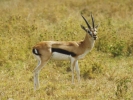 animals misc gazelle closeup