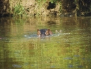 animals misc hippo