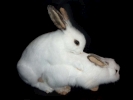 animals misc rabbits mating p1070734 s