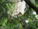 animals misc squirrel hiding in tree p1040153