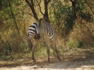 animals misc zebra