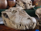 aversive alligator skull p1070550 s