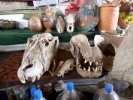 aversive alligator skulls p1010943 b