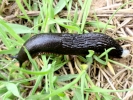 aversive black slug on grass