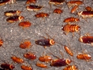aversive cockroaches p1040228