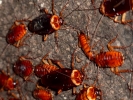 aversive cockroaches p1040230