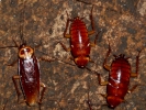 aversive cockroaches p1040232