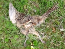 aversive dead bird eaten by hawk