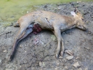aversive dead muntjac deer aversive p1020620