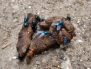 aversive dog mess on soil with flies p5180195