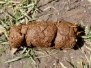 aversive dog turd on soil 1