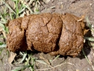 aversive dog turd on soil 2 closeup