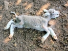 aversive lamb decomposing p4300034