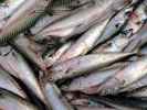 aversive mackerel fish closeup 1