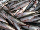 aversive mackerel fish closeup 2