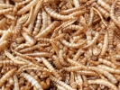aversive maggots meal worms dried 1