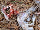 aversive pheasant chick eaten by kite p9020101