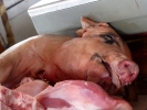 aversive pig carcasse on butchers counter p1070545 s