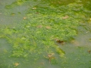 aversive pond algae 1