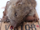 aversive rat in a trap closeup 2