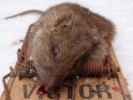aversive rat in a trap closeup 3
