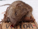aversive rat in a trap closeup 4