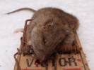 aversive rat in a trap from front