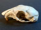 aversive rodents skull p5310158