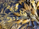 aversive seaweed 2