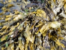 aversive seaweed 5