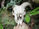 aversive skull goat or sheep