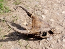 aversive skull of deer 1