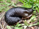 aversive slug black on grass p5170172