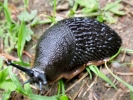 aversive slug black on grass p5170179