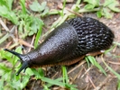 aversive slug black on grass p5170180