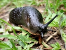 aversive slug black on grass p5170184