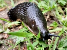aversive slug black on grass p5170186