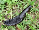 aversive slug black on grass p5170188