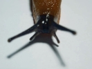 aversive slug brown 2