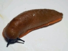 aversive slug brown 3