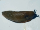aversive slug brown 4