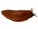 aversive slug brown white bg 4