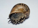 aversive snail 2
