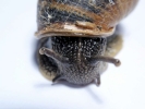 aversive snail 4