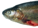 aversive trout raw 2