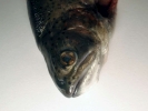 aversive trout raw 3