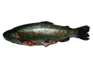 aversive trout raw 4