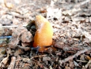 aversive yellow slug on soil p9110223