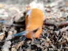 aversive yellow slug on soil p9110224