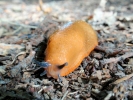 aversive yellow slug on soil p9110225